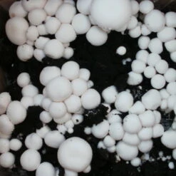 Bio Fertig-Pilzzuchtset Champignon 8 Bio Fertig-Pilzzuchtset Champignon -Compo Verkäufe 0740400018 BIO Fertig Pilzzuchtset Champignon 2 32242