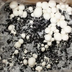 Bio Fertig-Pilzzuchtset Champignon 7 Bio Fertig-Pilzzuchtset Champignon -Compo Verkäufe 0740400018 BIO Fertig Pilzzuchtset Champignon 32241