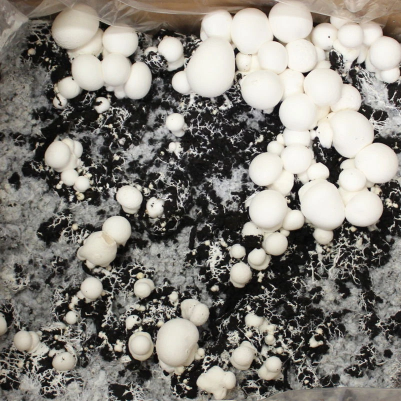 Bio Fertig-Pilzzuchtset Champignon 3 Bio Fertig-Pilzzuchtset Champignon – Bild 3