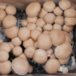 Bio Fertig-Pilzzuchtset Steinchampignon, Klein 5 Bio Fertig-Pilzzuchtset Steinchampignon, Klein -Compo Verkäufe 0740400023 BIO Fertig Pilzzuchtset Steinchampignon klein 2 32250