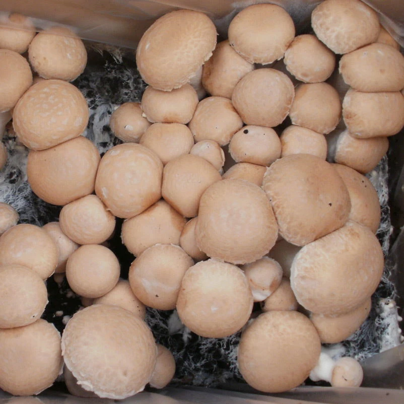 Bio Fertig-Pilzzuchtset Steinchampignon, Klein 3 Bio Fertig-Pilzzuchtset Steinchampignon, Klein – Bild 3