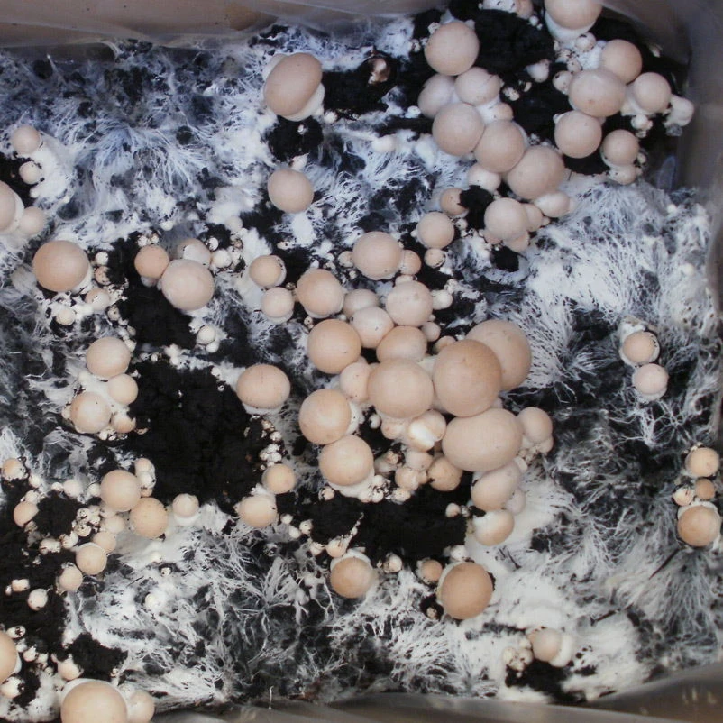 Bio Fertig-Pilzzuchtset Steinchampignon, Klein 2 Bio Fertig-Pilzzuchtset Steinchampignon, Klein – Bild 2