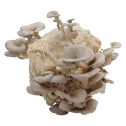 Bio Home Pilzzuchtset Für Austernpilze -Compo Verkäufe 0740400024 BIO Home Pilzzuchtset Austernpilz 2 32252