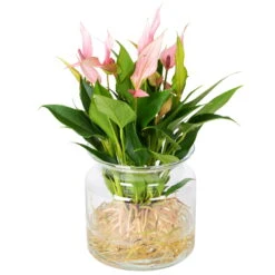 Anthurie 'Water Roots' Rosa, Sorte 'Lilli', In Glasvase 12cm Ø, Ohne Erde -Compo Verkäufe 1530102418 Anthurie Lilli rosa in Glasvase ohne Erde 1 86435