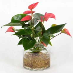 Anthurie 'Water Roots' Rosa In Glasvase 12cm Ø, Ohne Erde