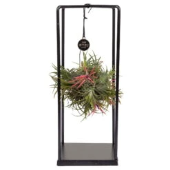 Tillandsia 'Magic Ball' In Eckigem Metallgestell, 17cm Ø -Compo Verkäufe 1530102421 Tillandsia Cube Magic Ball eckig 1 86996