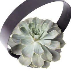 Sukkulente Im Metallring, Höhe Ca. 22 Cm -Compo Verkäufe 1530150097 Echevieria im Metallring D20cm 3 116603