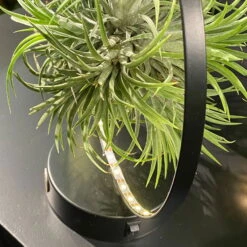 Tillandsie In Rundem Metallgestell, Schwarz, Mit LED-Beleuchtung, 17cm Ø 7 Tillandsie In Rundem Metallgestell, Schwarz, Mit LED-Beleuchtung, 17cm Ø -Compo Verkäufe 1530150099 Tillandsie im Metallring beleuchtet 4 116945