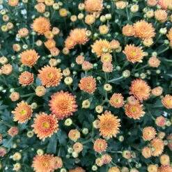 Chrysantheme Bronze Im Henkelkorb, Topf-Ø 19 Cm -Compo Verkäufe 1530200294 Chrysanthemum im Henkelkorb 19 21 bronze 1 126601