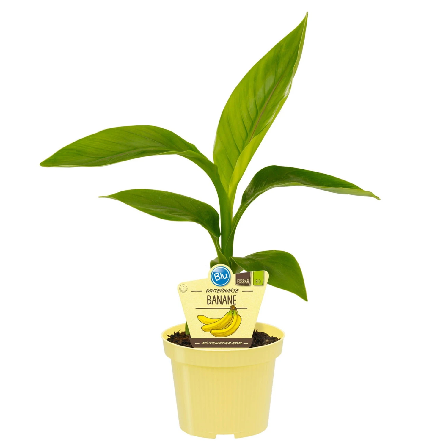 Bio Bananenpflanze, Topf-Ø 12 Cm, 2er-Set 2 Bio Bananenpflanze, Topf-Ø 12 Cm, 2er-Set – Bild 2