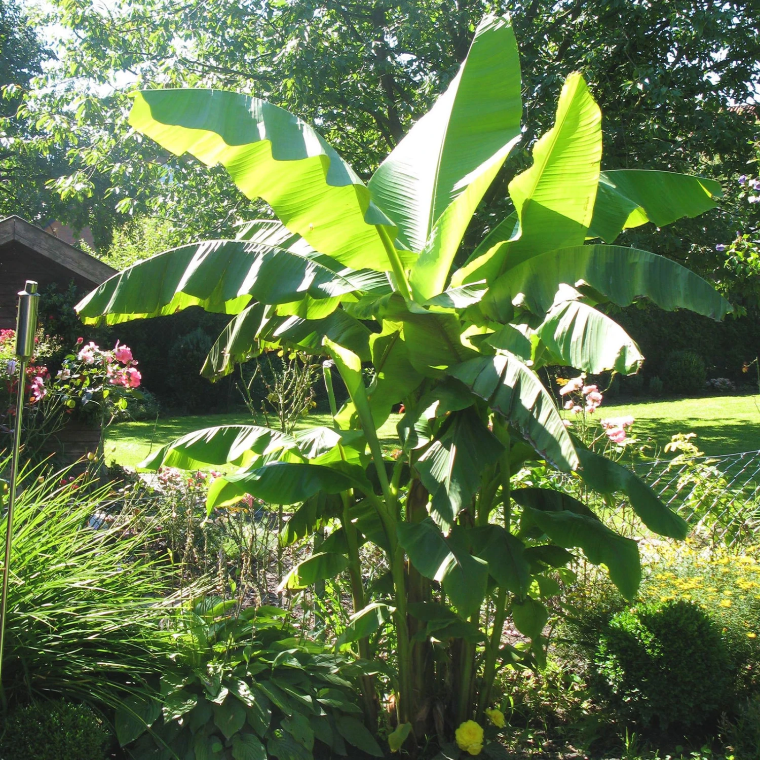 Bio Bananenpflanze, Topf-Ø 12 Cm, 2er-Set 1 Bio Bananenpflanze, Topf-Ø 12 Cm, 2er-Set