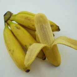 Bio Bananenpflanze, Topf-Ø 12 Cm, 2er-Set 12 Bio Bananenpflanze, Topf-Ø 12 Cm, 2er-Set -Compo Verkäufe 1610200313 Blu Bio Banane T12 2er Set Musa basjoo winterhart WS 3 109596