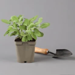 Grillkräuter Salbei, Rosmarin & Thymian, Topf 11x11 Cm, Inkl. Greenbar® -Compo Verkäufe 1610300382 salbei Greenbar Grillkraeuter Kasten Anthrazit und 3Kraeuter t 122890