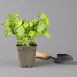 Küchenkräuter Basilikum, Oregano & Petersilie, Topf 11x11 Cm, Inkl. Greenbar® 14 Küchenkräuter Basilikum, Oregano & Petersilie, Topf 11x11 Cm, Inkl. Greenbar® -Compo Verkäufe 1610300383 basilikum Greenbar Kuechenkraeuter Kasten Anthrazit und 3Kraeuter 122886