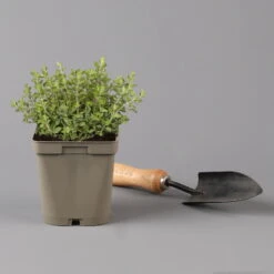 Küchenkräuter Basilikum, Oregano & Petersilie, Topf 11x11 Cm, Inkl. Greenbar® 13 Küchenkräuter Basilikum, Oregano & Petersilie, Topf 11x11 Cm, Inkl. Greenbar® -Compo Verkäufe 1610300383 oregano Greenbar Kuechenkraeuter Kasten Anthrazit und 3Kraeuter 122885