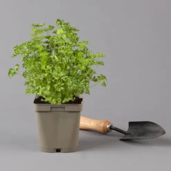 Küchenkräuter Basilikum, Oregano & Petersilie, Topf 11x11 Cm, Inkl. Greenbar® 12 Küchenkräuter Basilikum, Oregano & Petersilie, Topf 11x11 Cm, Inkl. Greenbar® -Compo Verkäufe 1610300383 petersilie Greenbar Kuechenkraeuter Kasten Anthrazit und 3Kraeuter 122884