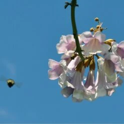 Bio Blauglockenbaum, Co2-Klimabaum 'NordMax21‘ ®, Topf-Ø 15 Cm -Compo Verkäufe 1615100163 Blu Klimabaum 10 121713