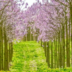 Bio Blauglockenbaum, Co2-Klimabaum 'NordMax21‘ ®, Topf-Ø 15 Cm -Compo Verkäufe 1615100163 Blu Klimabaum 11 121714