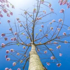 Bio Blauglockenbaum, Co2-Klimabaum 'NordMax21‘ ®, Topf-Ø 15 Cm -Compo Verkäufe 1615100163 Blu Klimabaum 12 121715