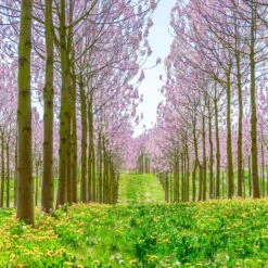 Bio Blauglockenbaum, Co2-Klimabaum 'NordMax21‘ ®, Topf-Ø 15 Cm -Compo Verkäufe 1615100163 Blu Klimabaum 13 121722