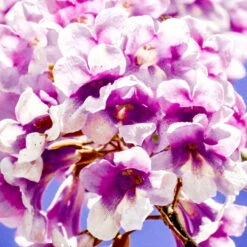 Bio Blauglockenbaum, Co2-Klimabaum 'NordMax21‘ ®, Topf-Ø 15 Cm -Compo Verkäufe 1615100163 Blu Klimabaum 15 121710