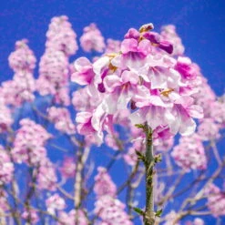 Bio Blauglockenbaum, Co2-Klimabaum 'NordMax21‘ ®, Topf-Ø 15 Cm -Compo Verkäufe 1615100163 Blu Klimabaum 16 121712