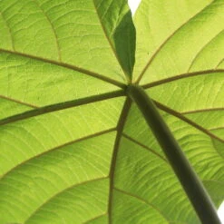 Bio Blauglockenbaum, Co2-Klimabaum 'NordMax21‘ ®, Topf-Ø 15 Cm -Compo Verkäufe 1615100163 Blu Klimabaum 17 121711