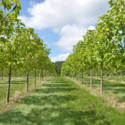 Bio Blauglockenbaum, Co2-Klimabaum 'NordMax21‘ ®, Topf-Ø 15 Cm -Compo Verkäufe 1615100163 Blu Klimabaum 3 121719