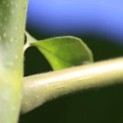 Bio Blauglockenbaum, Co2-Klimabaum 'NordMax21‘ ®, Topf-Ø 15 Cm -Compo Verkäufe 1615100163 Blu Klimabaum 6 121716