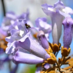 Bio Blauglockenbaum, Co2-Klimabaum 'NordMax21‘ ®, Topf-Ø 15 Cm -Compo Verkäufe 1615100163 Blu Klimabaum 7 121723