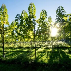 Bio Blauglockenbaum, Co2-Klimabaum 'NordMax21‘ ®, Topf-Ø 15 Cm -Compo Verkäufe 1615100163 Blu Klimabaum 8 121708