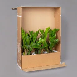 Aglaonema 'Maria', Mit Übertopf Dallas Weiß, Topf-Ø 12 Cm -Compo Verkäufe B2 02 Karton Sets mit Keramik 2 126160 5