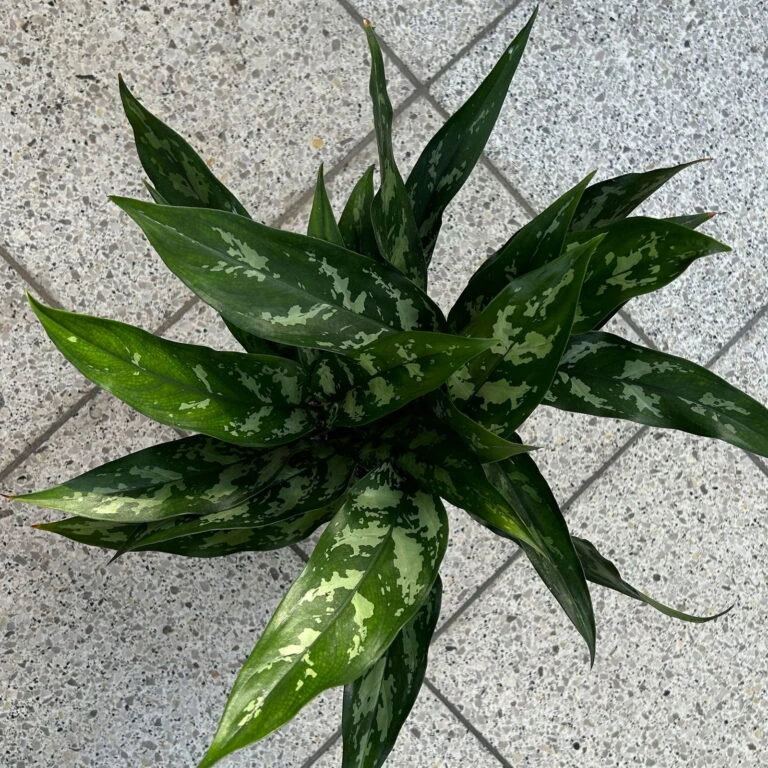Pflanzen Kölle Shop -Compo Verkäufe 0220108528 T12 0220108598 Aglaonema Maria Dallas weiss 14cm 5 125643 768x768 1