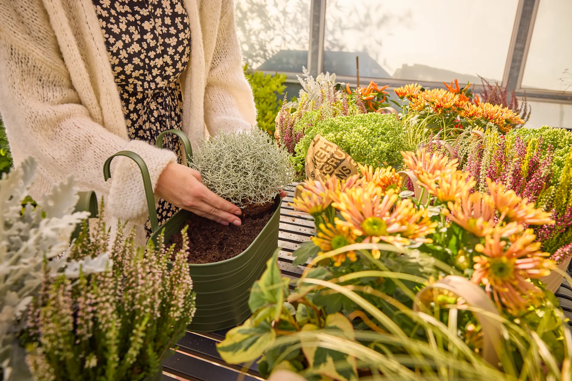 Pflanzen Kölle Shop -Compo Verkäufe Herbst 25 Lieblingsplaetze GoldenHour Balcon 079
