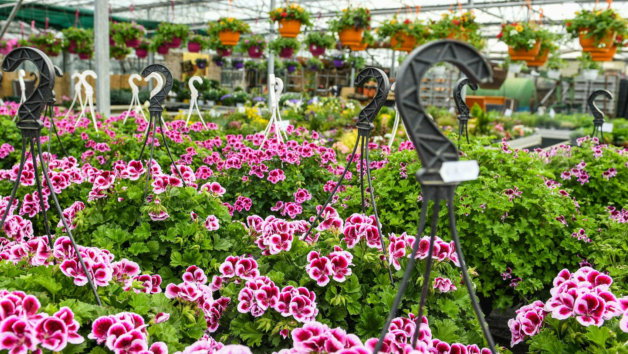 Pflanzen Kölle Shop -Compo Verkäufe w2100 h1313 x1768 y996 a6e6d6ec6f60c885bf57f36de6540adf edited 2515627063 144d88d65b 8d9fa1b5fb44e27c